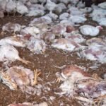 329116 5189734 updates