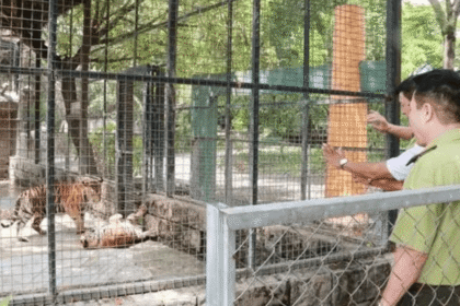 47 Tigers Succumb to Bird Flu