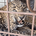 AJK Leopard Rescue Ends in Tragedy