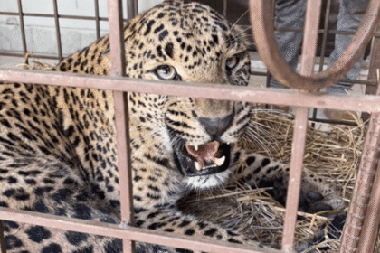 AJK Leopard Rescue Ends in Tragedy