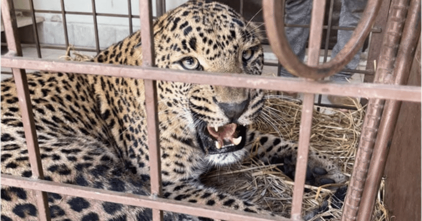 The Tragic Death of Malika: A Wake-Up Call for Wildlife Conservation in Pakistan 1 AJK Leopard Rescue Ends in Tragedy