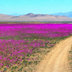 Atacama Desert Sees Rare Winter Bloom for the First Time in a Decade 1