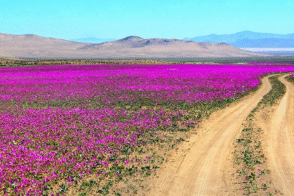 Atacama Desert Sees Rare Winter Bloom for the First Time in a Decade 1