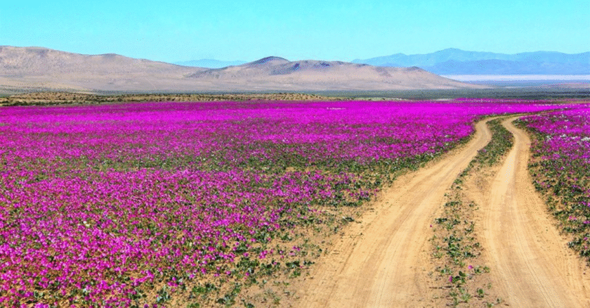 Atacama Desert Sees Rare Winter Bloom for the First Time in a Decade 1