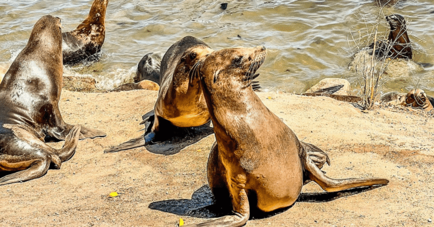 Beach Takeover Sea Lions Dominate California Coast 1