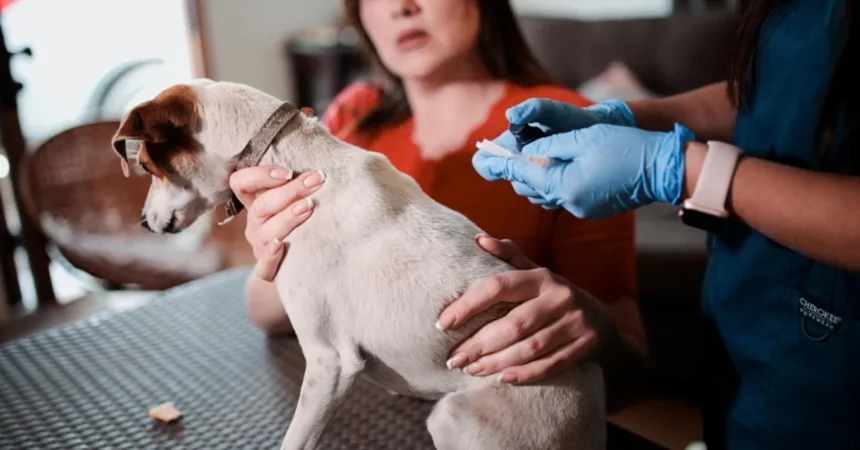 Chile Unveils Groundbreaking Vaccine for Temporary Dog Sterilization 1 chile