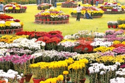 Chrysanthemum show 1280x720 1