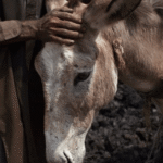 Cosmetic Craze Sends Donkey Prices Soaring