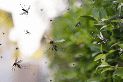 Dengue Fever to Spread in 10 Cities Next Month.