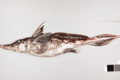 Ghostly Spookfish Emerges from New Zealand s Deep Waters