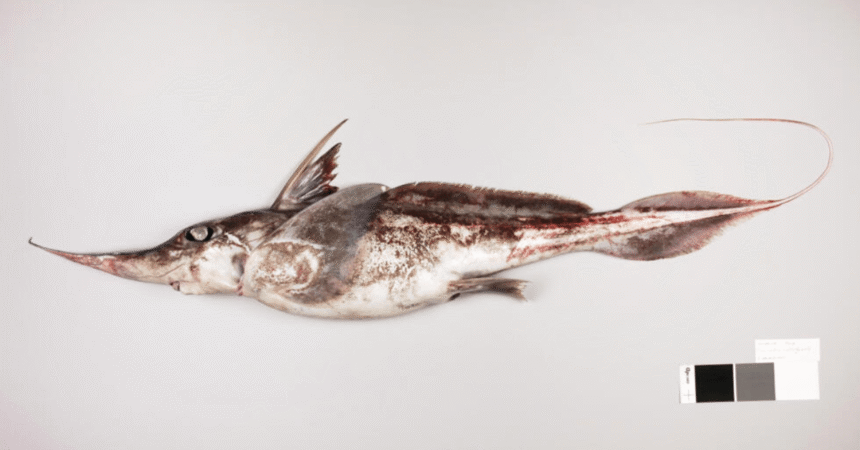 Ghostly Spookfish Emerges from New Zealand s Deep Waters