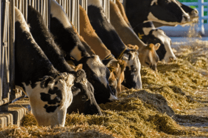 High-Tech Fake Cows Debut for Milking