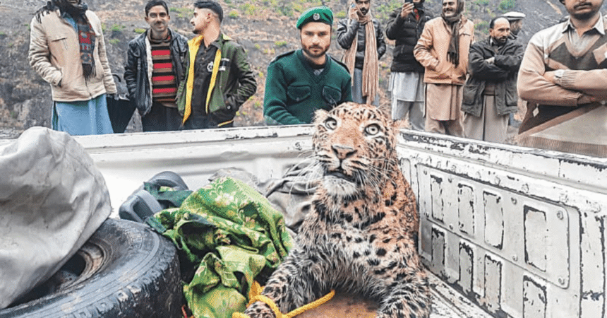 Leopard in Distress: Wildlife Team Rescues Injured Big Cat from Haveli Kahuta Drain 1 Injured Leopard Rescued from Drain