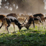 Joint Committee Announces Winners of Pakistan Wildlife Protection Awards 2024 2