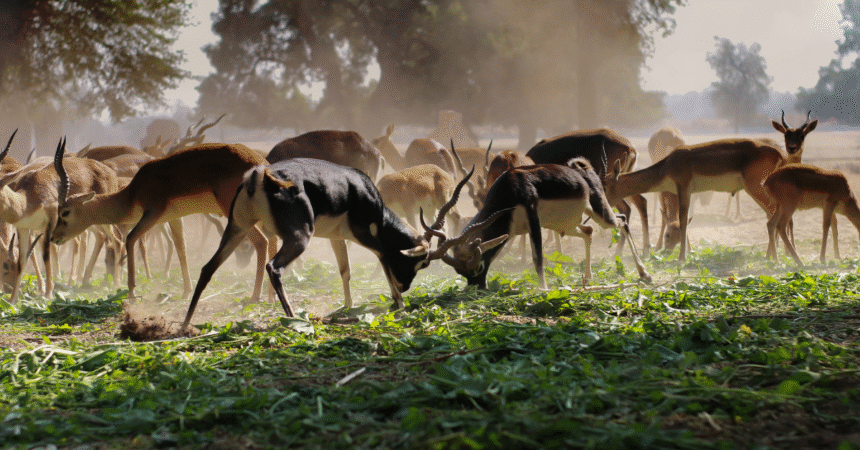 Joint Committee Announces Winners of Pakistan Wildlife Protection Awards 2024 2