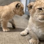 Karachi Zoo Welcomes New Additions