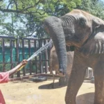 Elephant Madhubala to Reunite with Sisters After 15 Years at Karachi Safari Park