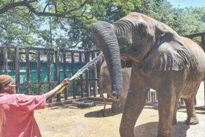 Elephant Madhubala to Reunite with Sisters After 15 Years at Karachi Safari Park