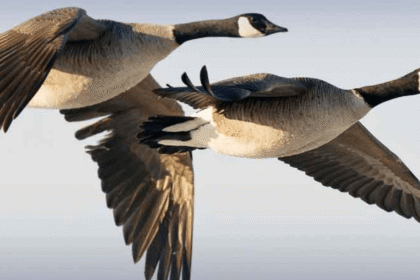 Murghabi Duck Hunting Prohibited