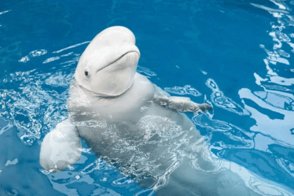 Mysterious Spy Whale Found Dead in Norway