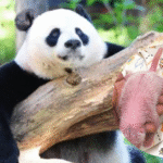 Panda Sets Record as World's Oldest First-Time Mother with Twin Birth