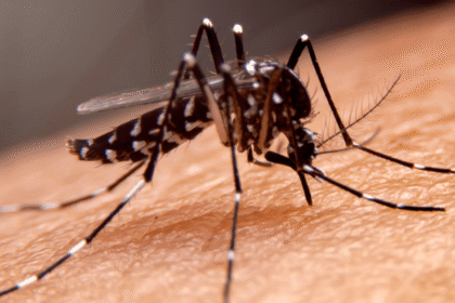 Punjab Grapples with Dengue Outbreak