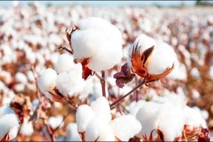 Record Cotton Imports Lead to Decline in Local Cotton and Phutti Prices 9 cotton