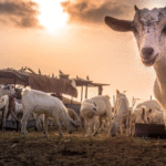 Eid Festivities Go On Despite Scorching Heat