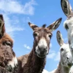Chinese Firms Seek License to Export Donkey Meat from Pakistan