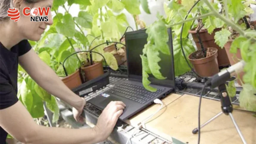 Thirsty Plants Emit Sounds Insects and Animals React