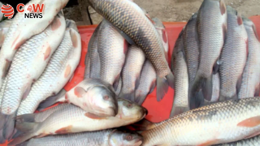 Pakistan Granted US Approval for Seafood Exports