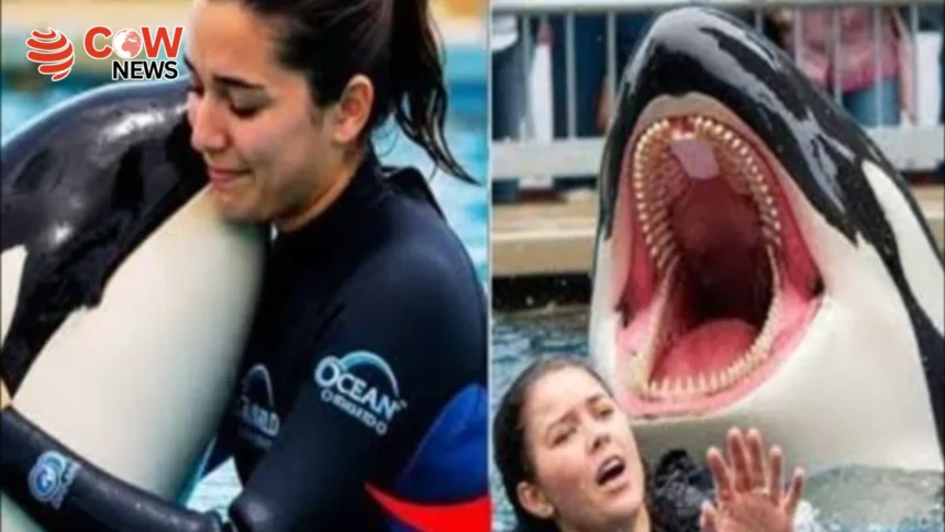 Viral Whale Trainer Death Video Exposed as Fake 1 Viral Whale Trainer Death Video Exposed as Fake
