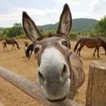 China to Invest 37M in Donkey Farming in Pakistan