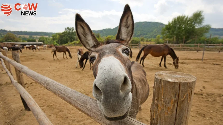China to Invest 37M in Donkey Farming in Pakistan