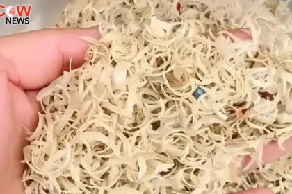 Chinas Strange Online Market for Human Fingernails