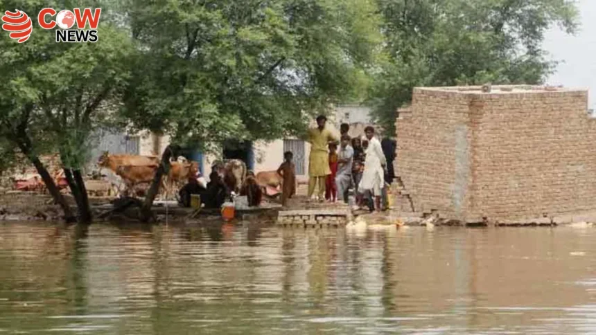 Indus River Swells Sindh Faces Rising Flood Threat
