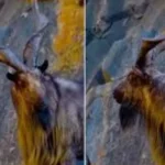 KP Wildlife Trophy Hunting Program Earns 1.91 Million