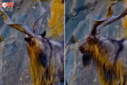 KP Wildlife Trophy Hunting Program Earns 1.91 Million