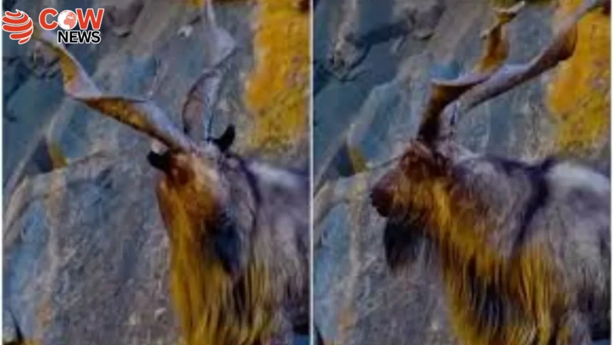 KP Wildlife Trophy Hunting Program Earns 1.91 Million