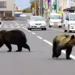 Japan’s First Female PM Faces Deadly Bear Crisis 2 Japans First Female PM Faces Deadly Bear Crisis