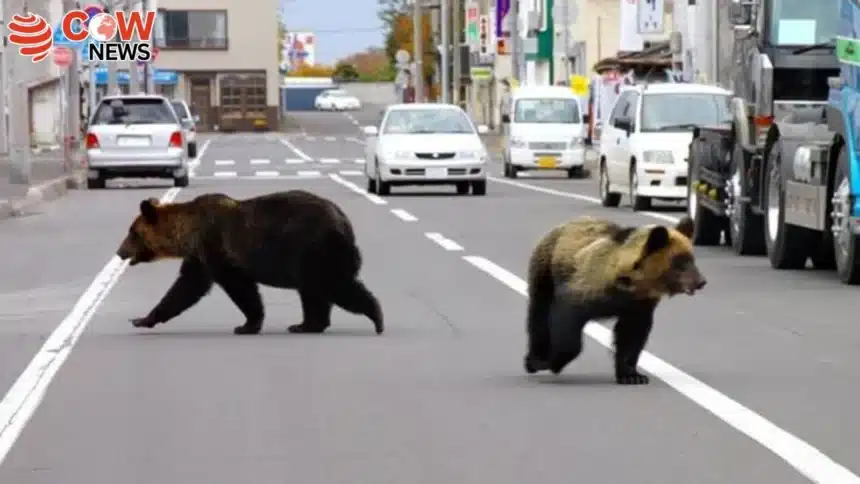 Japan’s First Female PM Faces Deadly Bear Crisis 1 Japans First Female PM Faces Deadly Bear Crisis