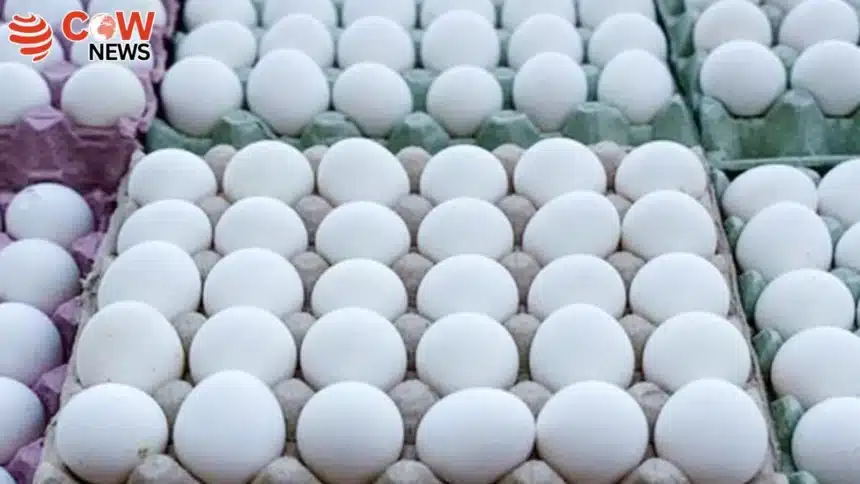 Pakistan’s Egg Exports to US, Gulf Soar Sharply 1 Pakistans Egg Exports to US Gulf Soar Sharply