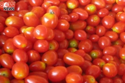 Tomato Prices Soar to Rs500 Per Kg Across Pakistan