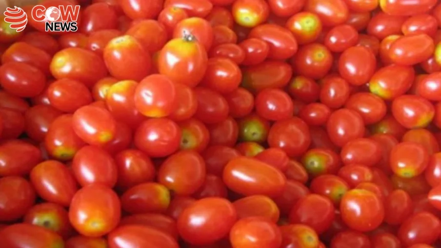 Tomato Prices Soar to Rs500 Per Kg Across Pakistan 1 Tomato Prices Soar to Rs500 Per Kg Across Pakistan