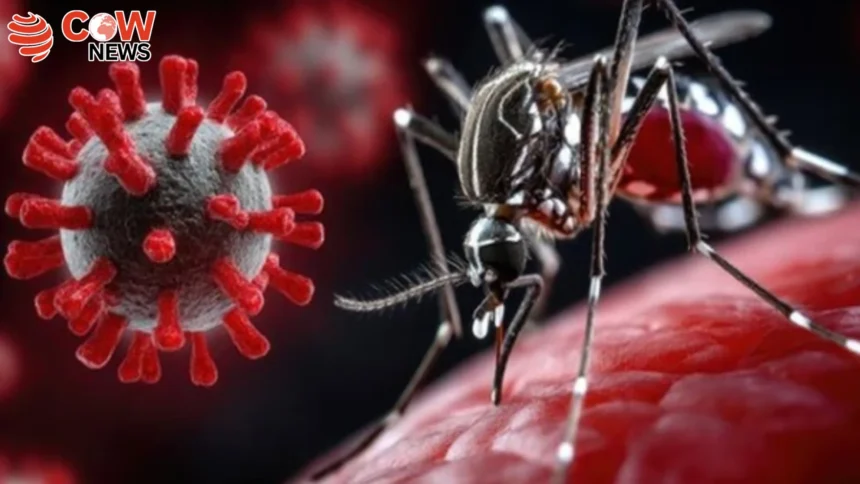 Cuba Faces Chikungunya Dengue Outbreak Affecting Millions