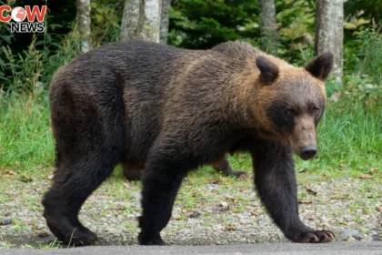 Japan Funds Hunters to Curb Rising Bear Attacks