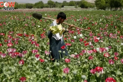 UN Report Afghanistan Remains Major Opium Producer
