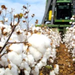 US Agencies Seek End to Fumigation Requirement for Cotton