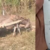 Bara Traffic Police Fines Donkey Cart for Violation
