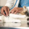 Cats May Hold Key to Breakthroughs in Human Cancer Treatment